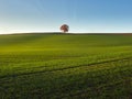 Rural, autumn landscape of a solitary tree in a grassy green meadow. The golden hour just before sunset and the blue sky. Royalty Free Stock Photo