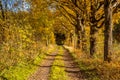 Rural autumn lane Royalty Free Stock Photo