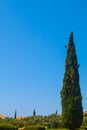 Cypress and blue sky Royalty Free Stock Photo