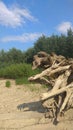 Tree on a rural beach in summer