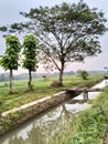 Rural Beauty Stunning Rice Field