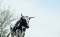 Spotted Corriente cow with horns in Texas field