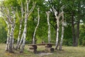 Rural bench surrounded by just trimmed birch trees