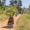 Rural black african woman carries a bundle of harvested sugar cane on her head.
