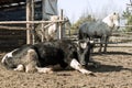 A rural black bull lies on the brown ground