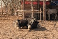 A rural black bull lies on the ground in a corral