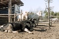 A rural black bull lies on the ground in a corral