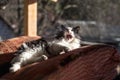 Rural black and white cat