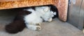 Rural black and white cat lying on the concrete floor under the chair Royalty Free Stock Photo