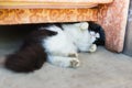 Rural black and white cat lying on the concrete floor under the chair
