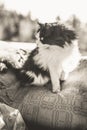 Rural black and white cat Royalty Free Stock Photo