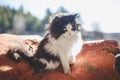 Rural black and white cat Royalty Free Stock Photo