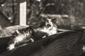 Rural black and white cat Royalty Free Stock Photo