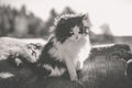 Rural black and white cat