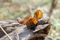 Rural Botany tree Dead wood Fungi fungus Royalty Free Stock Photo