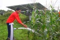 Rural boy drinks water on water jet, agricultural equipment for field irrigation, solar panel`s, corn plants, Rain fog Royalty Free Stock Photo