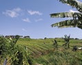 Rural Caribbean setting with farm fields, pastures and lush vegetation under tropical blue skies. Tropical culture background