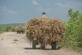 Rural cart loaded with hay