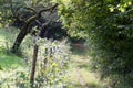 Rural cart track through summer forest