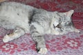 Rural cat basking on carpet. Lazy cat dozing on warm floor