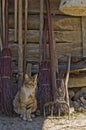 Rural Cat Portrait