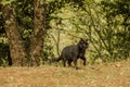 Rural cat . Tropical forest in the mountains on Madeira island