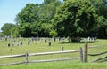 Rural Cemetery Royalty Free Stock Photo