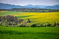 Rural Charm: Fields of Blooming Flowers in Spring. Springtime Symphony: Fields of Rapeseed and Wheat Bursting with Flowers in a