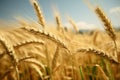 A rural charm with a lush barley wheat field as scenery