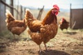 Rural Charm Red Rooster Leads Chickens in Scenic Paddock Search for Grains on a Picturesque Farm. created with Generative AI Royalty Free Stock Photo