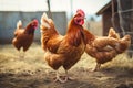 Rural Charm Red Rooster Leads Chickens in Scenic Paddock Search for Grains on a Picturesque Farm. created with Generative AI Royalty Free Stock Photo