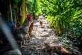 the rural Chicken farming in the villagers