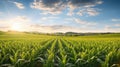 rural corn field iowa