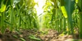 Rural Corn Field With Organic Maize, Sweet Corn Garden, And Countryside Plantation