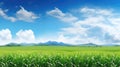 rural corn field panorama