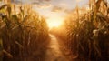rural corn field path