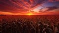 rural corn field sunset Royalty Free Stock Photo