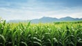 rural corn landscape