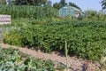 rural cottage garden in hot summer day of july Royalty Free Stock Photo