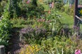 rural cottage garden in hot summer day of july Royalty Free Stock Photo