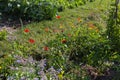 rural cottage garden in hot summer day of july Royalty Free Stock Photo