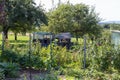 rural cottage garden in hot summer day of july Royalty Free Stock Photo