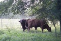Cow and bull in a lush pasture in the morning