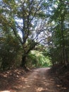 Rural country gravel road - sunlight dappled