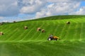 Rural country landscape with alfalfa field and cereal hay bales and tractor with fork loader in summer season Royalty Free Stock Photo