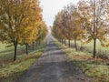 Rural country road, alley with autumn colored yellow maple trees. Sunlight, shadows, fog and mist. Romantic autumn scene Royalty Free Stock Photo