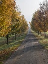 Rural country road, alley with autumn colored yellow maple trees. Sunlight, shadows, fog and mist. Romantic autumn scene Royalty Free Stock Photo