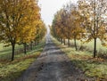 Rural country road, alley with autumn colored yellow maple trees. Sunlight, shadows, fog and mist. Romantic autumn scene Royalty Free Stock Photo