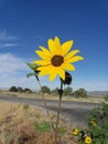 Rural country small yellow sunflowers