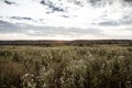 Rural countryside landscape during sunrise at summer meadow with flowers and moody sky with clouds Royalty Free Stock Photo